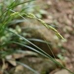 Carex brunnea Kvet