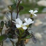 Cardamine resedifolia Žiedas