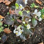 Begonia cucullata عادت