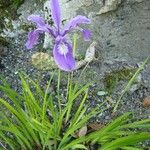 Iris tenax ശീലം