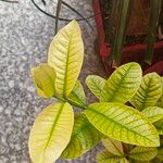 Psidium guajava Yaprak