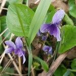 Viola adunca Blad