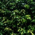 Hedera colchicaموطن