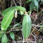Drymonia macrophylla Habitus