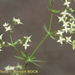 Galium obliquum Other