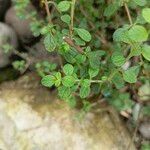 Lippia micromera Лист