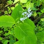 Phlox divaricata Blomst