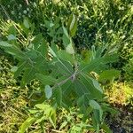 Asclepias viridiflora Ліст