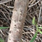 Jatropha mahafalensis Bark