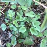 Ipomoea cordatotriloba Leaf