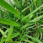 Bromus inermis Leaf