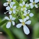 Scandix pecten-veneris Blüte