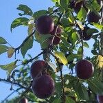 Prunus cerasifera Vrucht