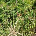 Cyperus ligularis Flor