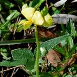 Vigna luteola Blomma