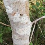 Ficus mucuso Bark