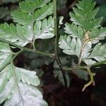 Pteris repens Blatt