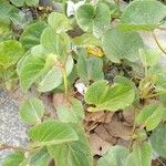 Ipomoea asarifolia Leaf