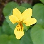Viola biflora Kukka