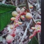 Sorocea pubivena Fruto