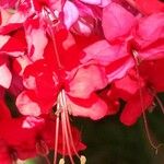 Clerodendrum splendens Blomma