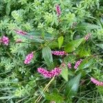 Persicaria maculosaᱵᱟᱦᱟ