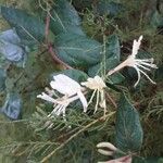 Lonicera japonica Blodyn
