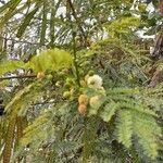 Acacia angustissima Frukto