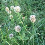 Trifolium montanum अन्य