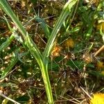 Centaurea solstitialis چھال