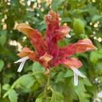 Justicia brandegeeana Flor