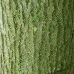 Alniaria alnifolia Bark