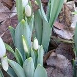 Galanthus elwesii Likasa
