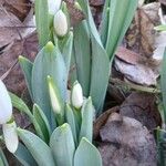 Galanthus elwesii 葉