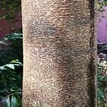 Afzelia xylocarpa Corteza
