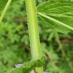 Campanula lactiflora बार्क (छाल)