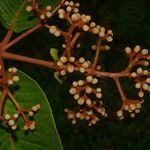 Vismia macrophylla Gyümölcs