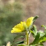 Tribulus terrestris Цвят