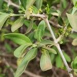 Pyrostria phyllanthoidea Leaf