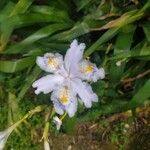 Iris japonica Blüte