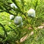 Juniperus sabina Fruit