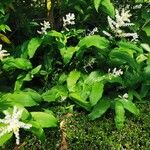 Maianthemum racemosum অভ্যাস