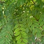 Robinia viscosaHoja