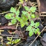 Geranium purpureum ഇല