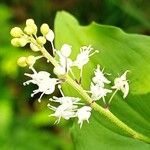 Maianthemum bifolium Квітка