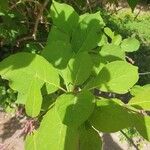 Syringa josikaea Leaf