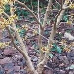 Hamamelis mollis Kora