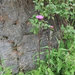 Cirsium heterophyllum Tervik taim