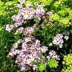 Tripolium pannonicum 形態