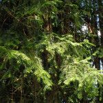Torreya californica Hoja